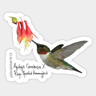 Ruby-Throated Hummingbird X Aquilegia Canadensis Sticker